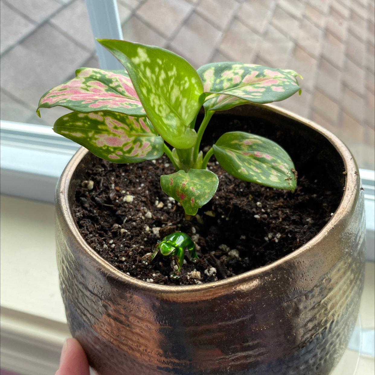 Potted Aglaonema 'Favonian' plant with variegated leaves near a window.