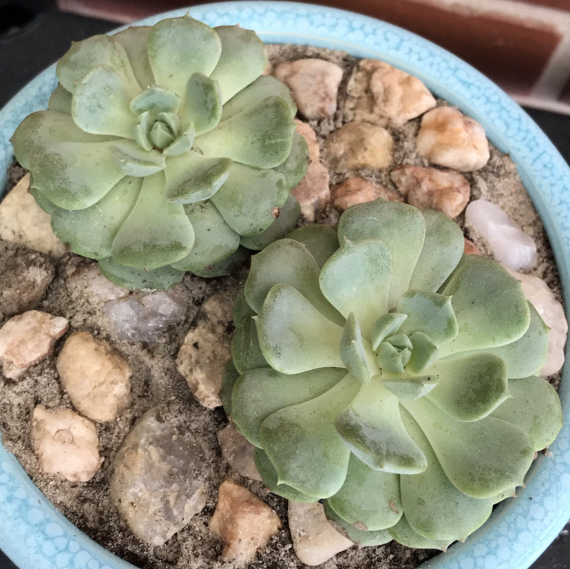 Two Echeveria 'Lime n' Chile' plants in a pot with rocky soil mix.