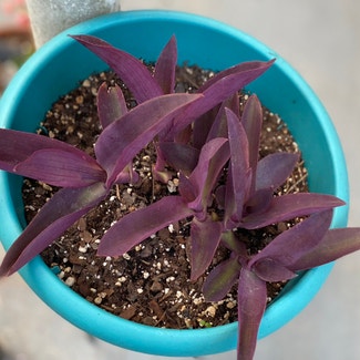 Purple Heart plant in Somewhere on Earth