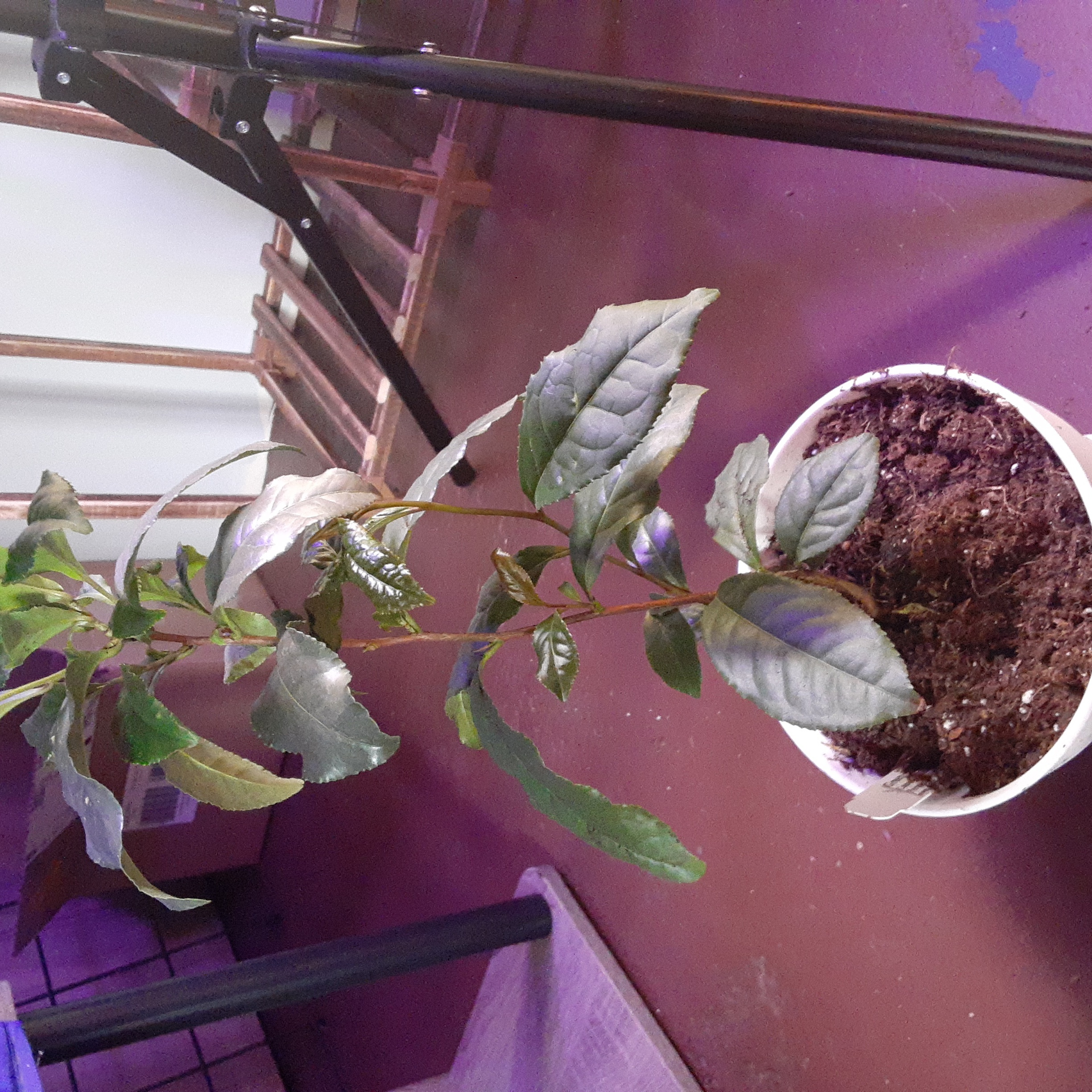 Photo of the plant species Tea tree by @WingedSedge named Tim on Greg, the plant care app