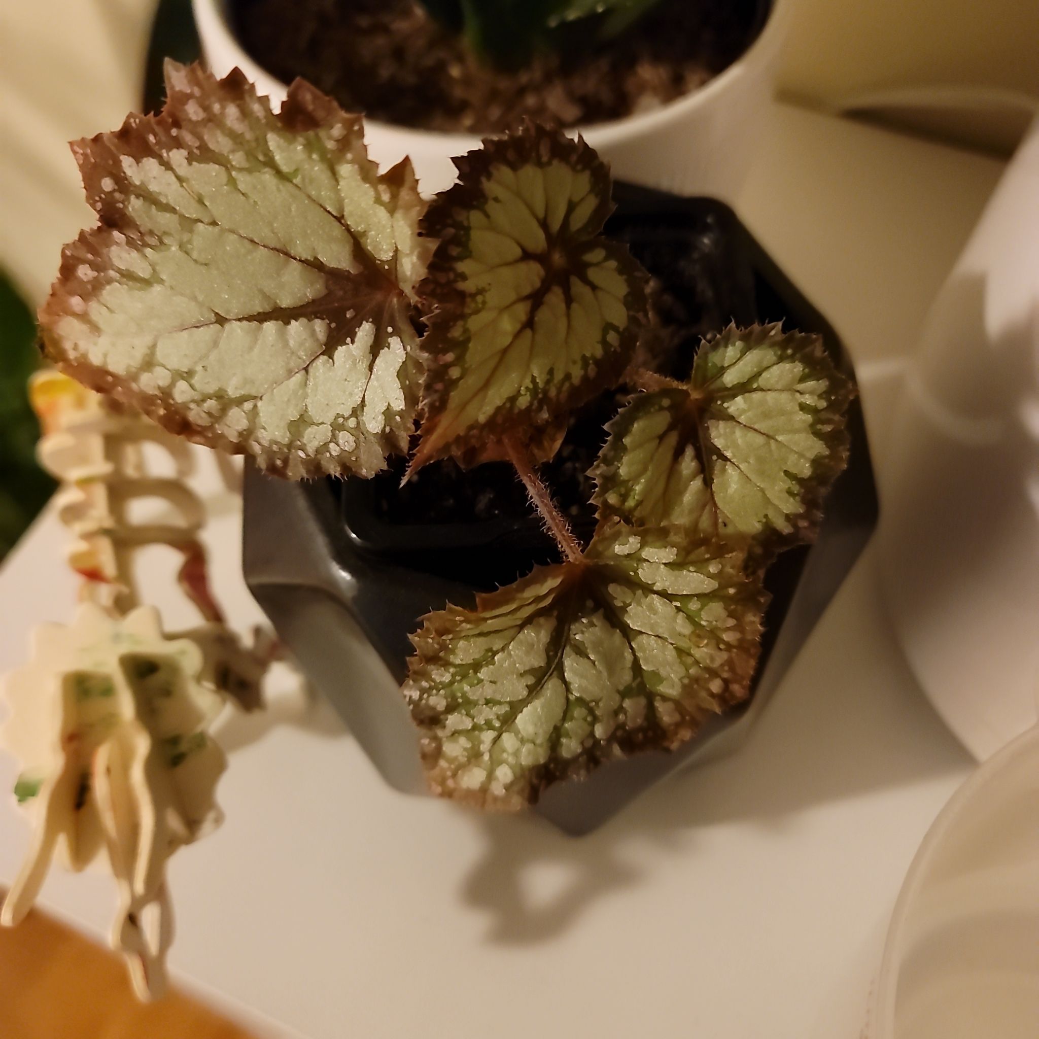 Painted-leaf Begonia with variegated leaves in a black pot, some browning at the edges.