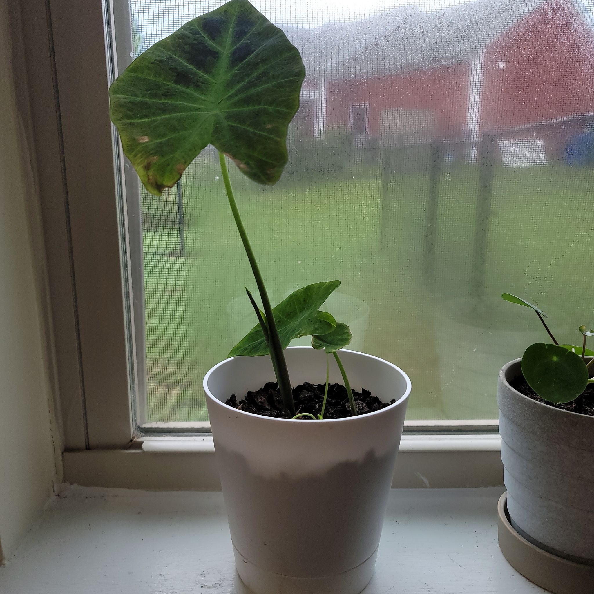 Colocasia 'Black Beauty' plant in a white pot on a windowsill, with some browning on a large leaf.