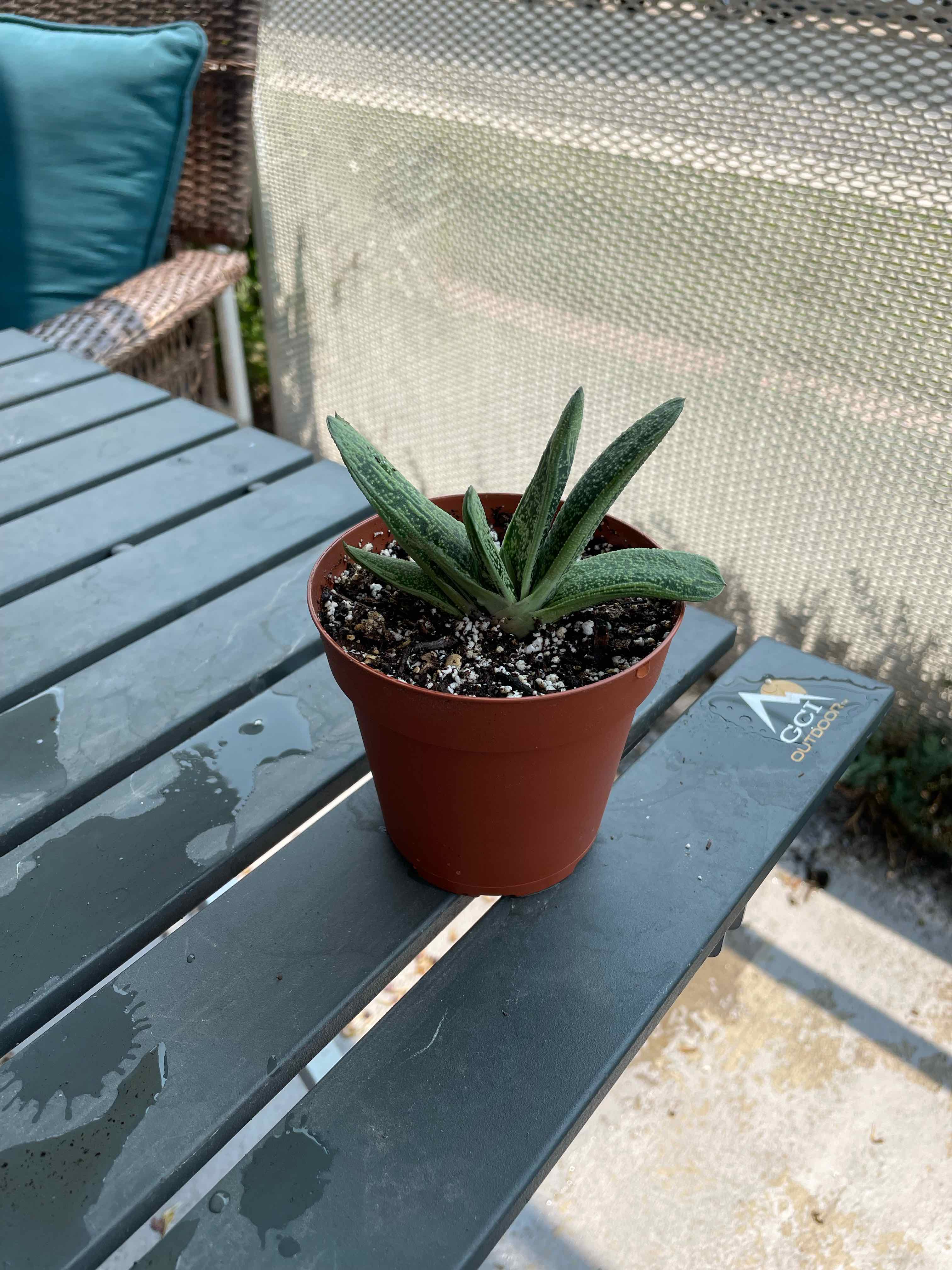 Gasteria 'Little Warty' plant in a small pot on a table, appears healthy.