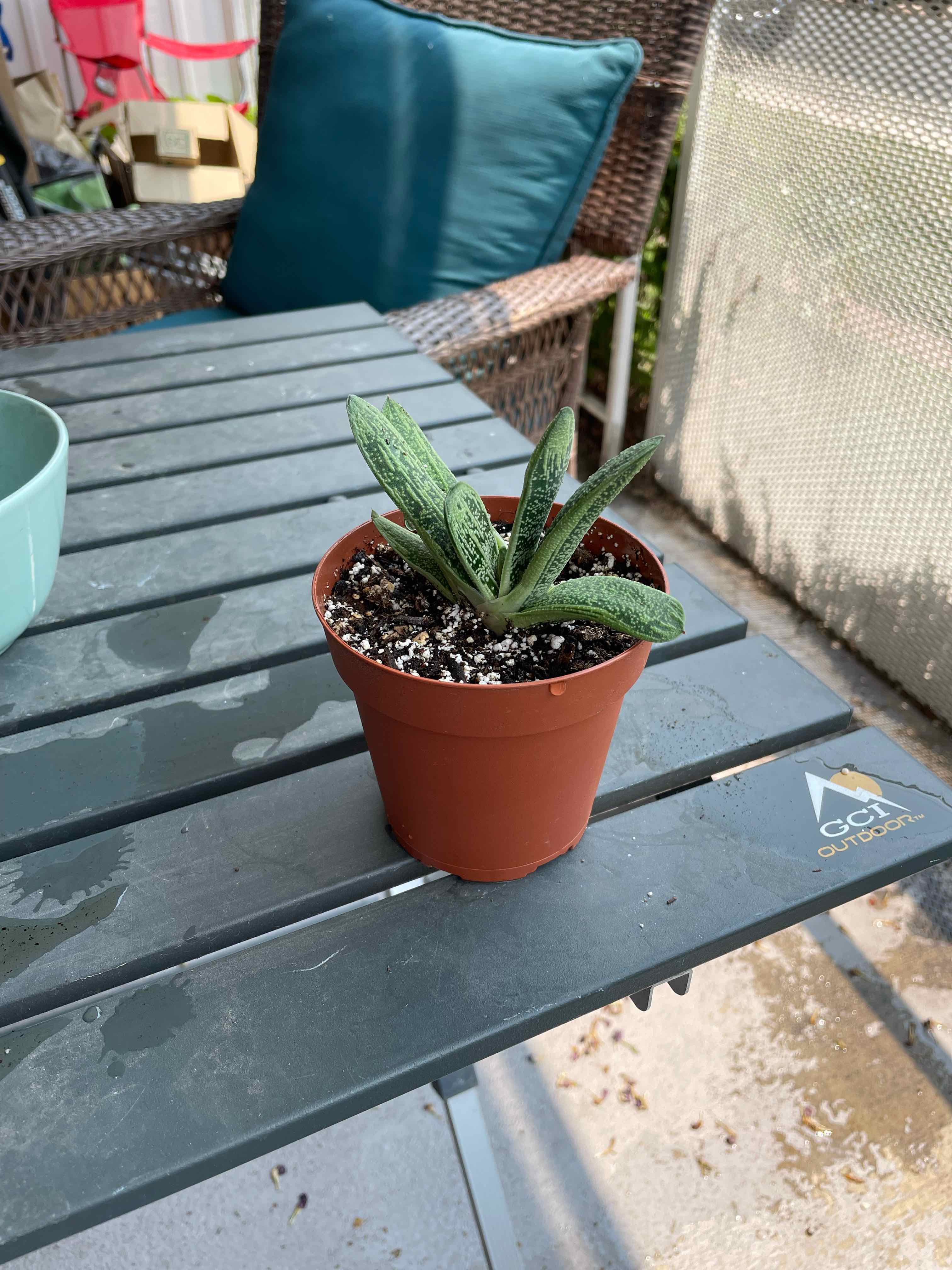 Gasteria 'Little Warty' plant in a terracotta pot on an outdoor table.