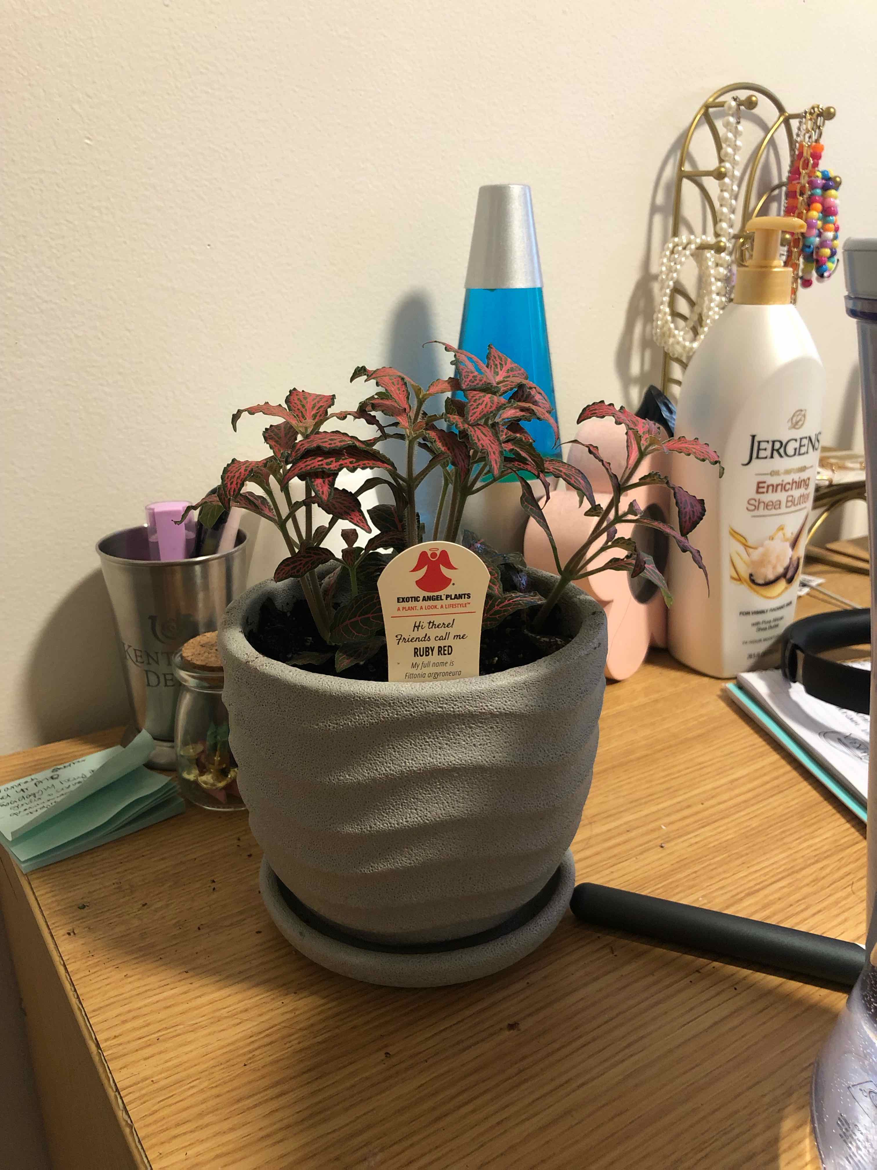 Potted Red Anne Nerve Plant on a wooden surface with vibrant red and green leaves.