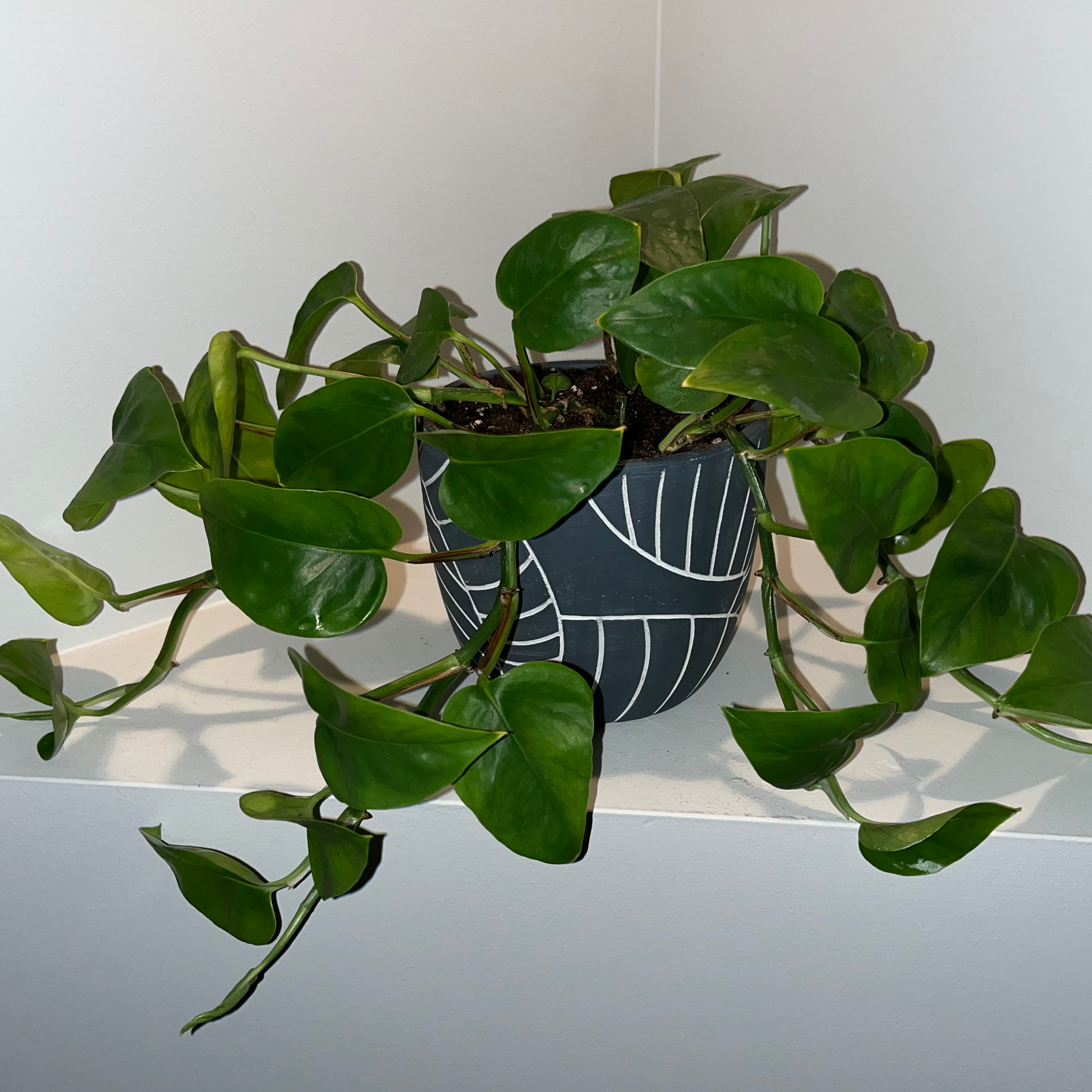 Healthy Emerald Pothos plant in a decorative pot with vibrant green leaves.