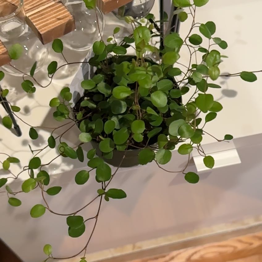 Sprawling Wirevine plant with small, round green leaves in a pot.