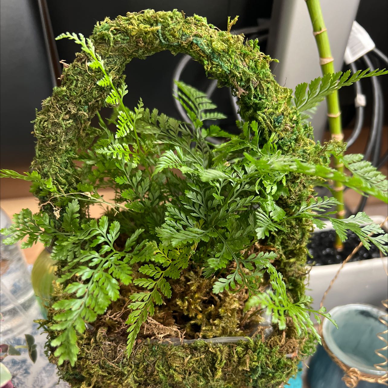 Black Spleenwort plant in a moss-covered container, healthy green fronds.