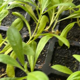 Photo of the plant species Broadleaf Forget-Me-Not by @KingpinVeilwort named Osmo on Greg, the plant care app