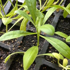 Photo of the plant species Ceylon Spinach by @KingpinVeilwort named ChloroPhil on Greg, the plant care app