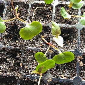 Photo of the plant species Madeira Vine by @KingpinVeilwort named Oscar on Greg, the plant care app