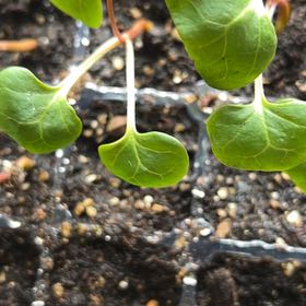 Photo of the plant species Partridge Berry by @KingpinVeilwort named Xena on Greg, the plant care app