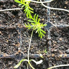 Photo of the plant species Australian Brake by @KingpinVeilwort named Rainier on Greg, the plant care app