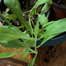 Photo of the plant species Marigold by @KingpinVeilwort named Kobe on Greg, the plant care app