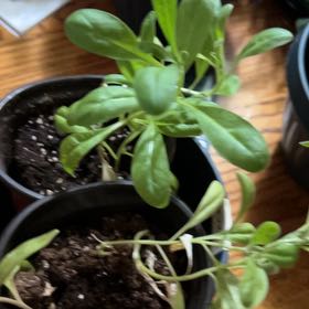 Photo of the plant species Ceylon Spinach by @KingpinVeilwort named Doja Cat on Greg, the plant care app