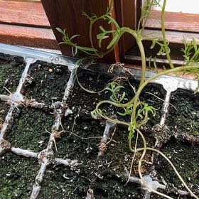 Photo of the plant species Corkscrew Willow by @KingpinVeilwort named Harper on Greg, the plant care app