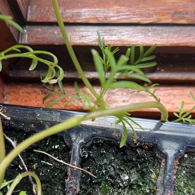 Photo of the plant species Garden Cosmos by @KingpinVeilwort named Darwin on Greg, the plant care app