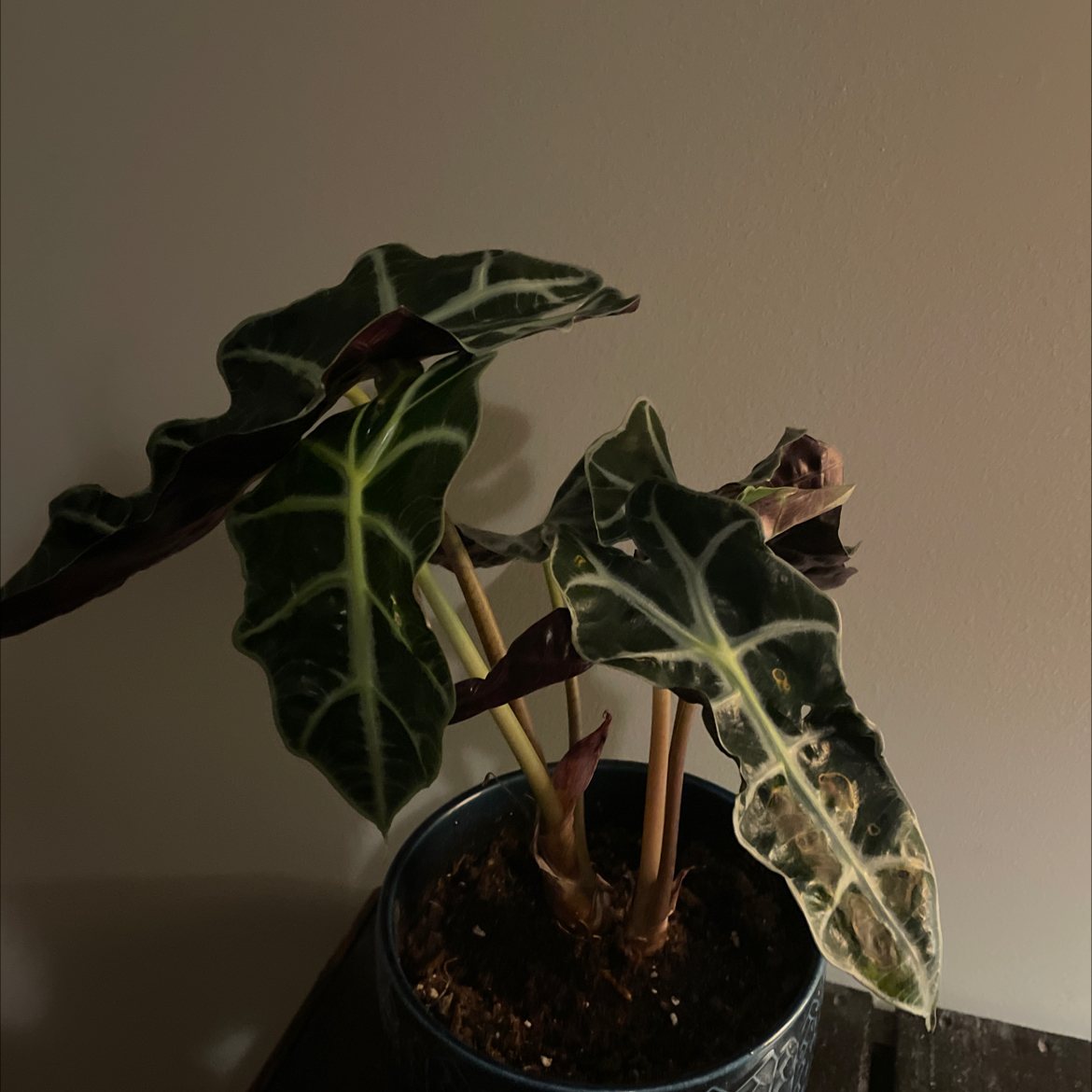 Kris Plant with dark green leaves and white veins, some browning at edges, potted in a blue container.