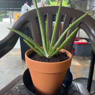 Aloe Vera plant in Lynchburg, Virginia