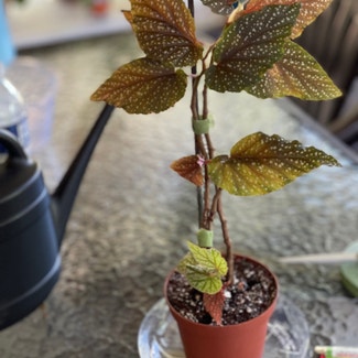 Polka Dot Begonia plant in Lynchburg, Virginia