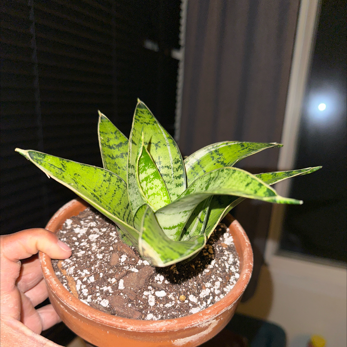 Zeylanica Snake Plant in a terracotta pot with visible soil, held by a hand.