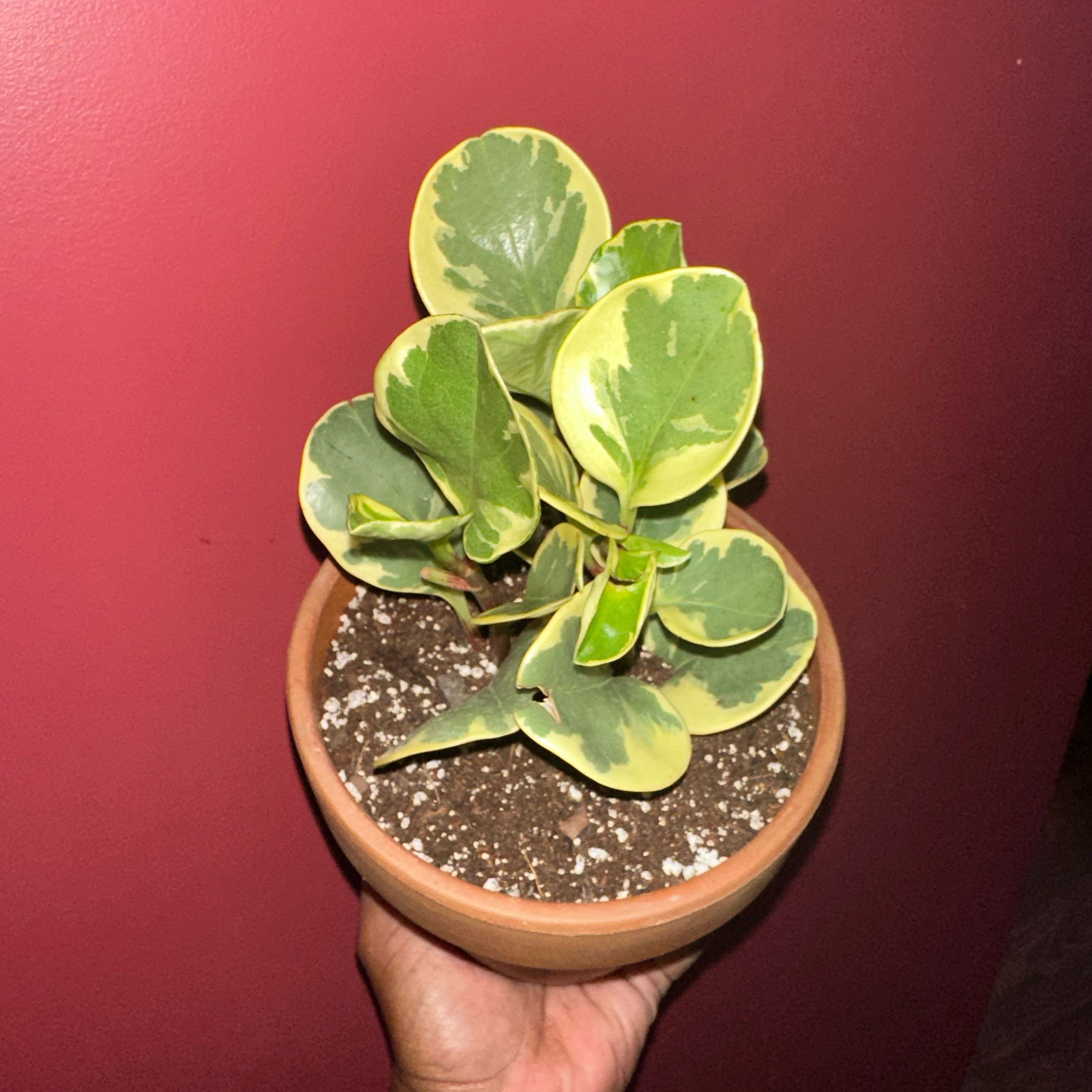 Variegated Baby Rubber Plant in a terracotta pot held by a hand against a red background.