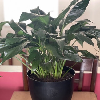 Peace Lily plant in Lynchburg, Virginia
