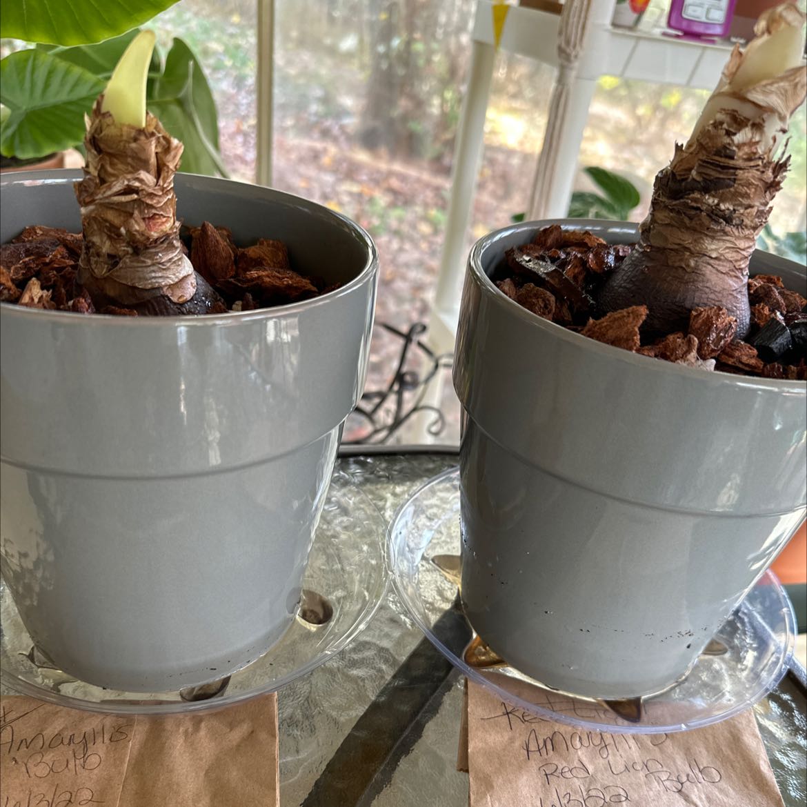 Two potted Hippeastrum 'Red Lion' plants in early growth stages with visible bulbs.