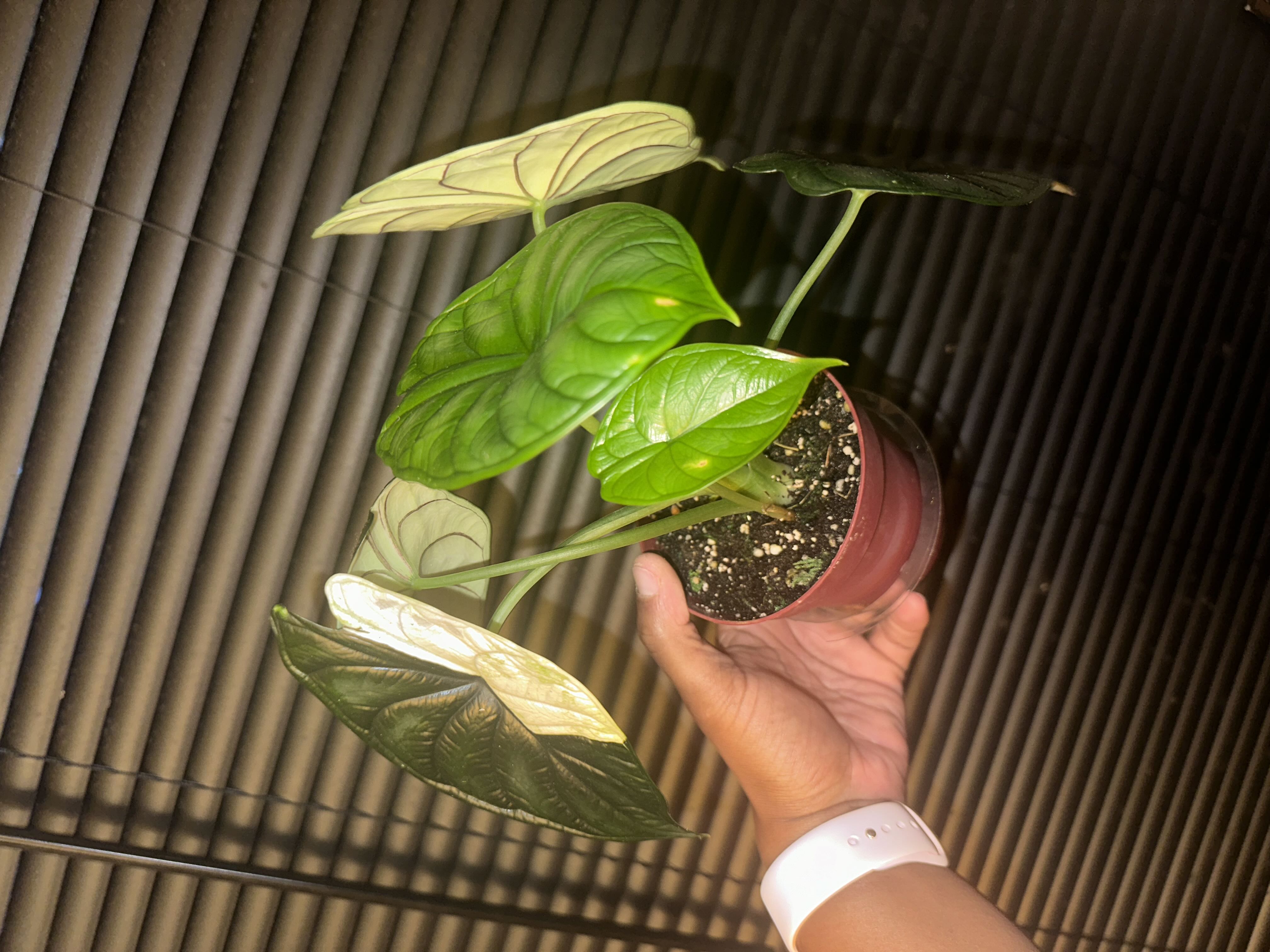 Photo from the post