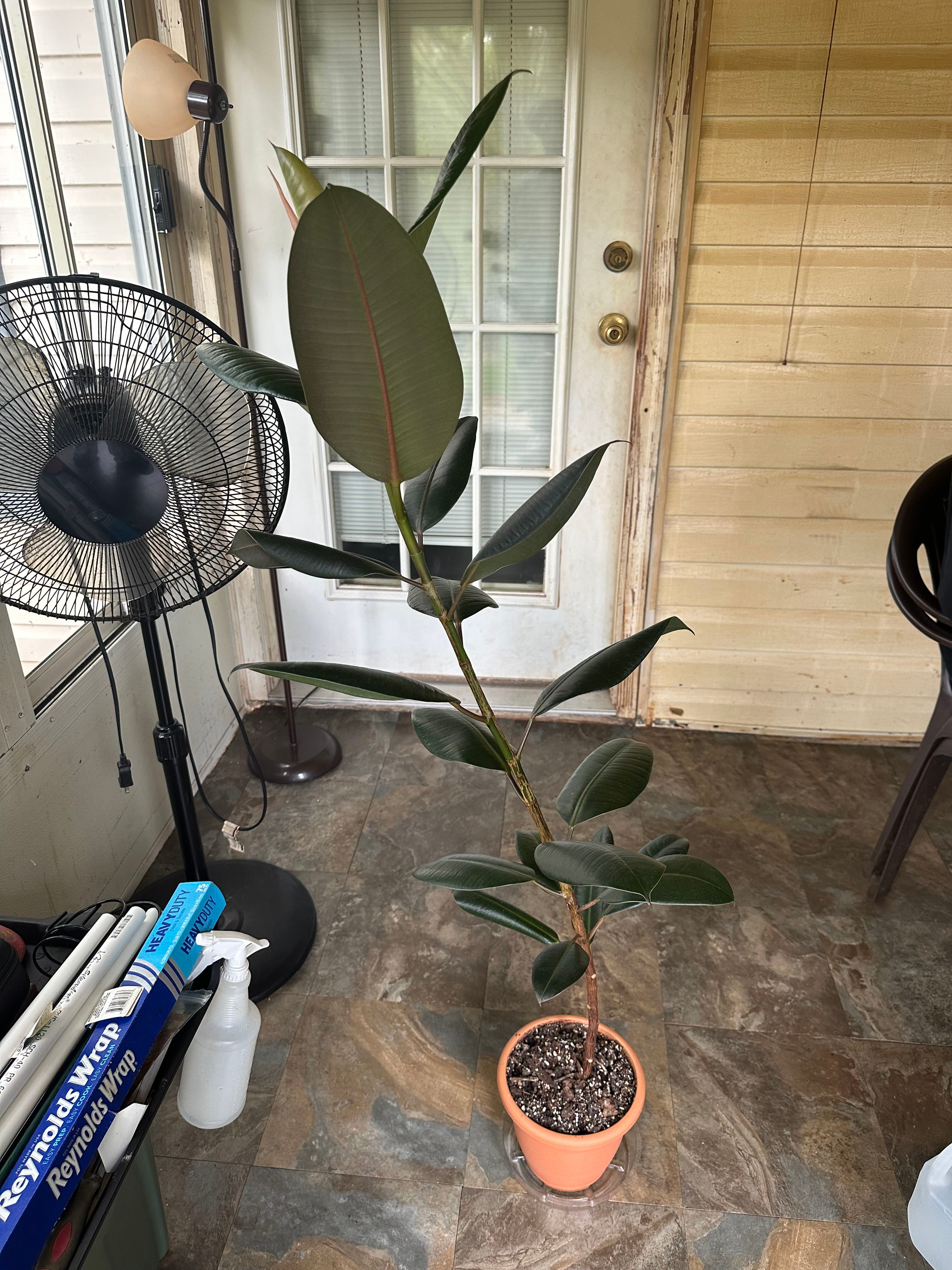🌳 Burgundy Rubber Tree Hardiness Zones 10a11b