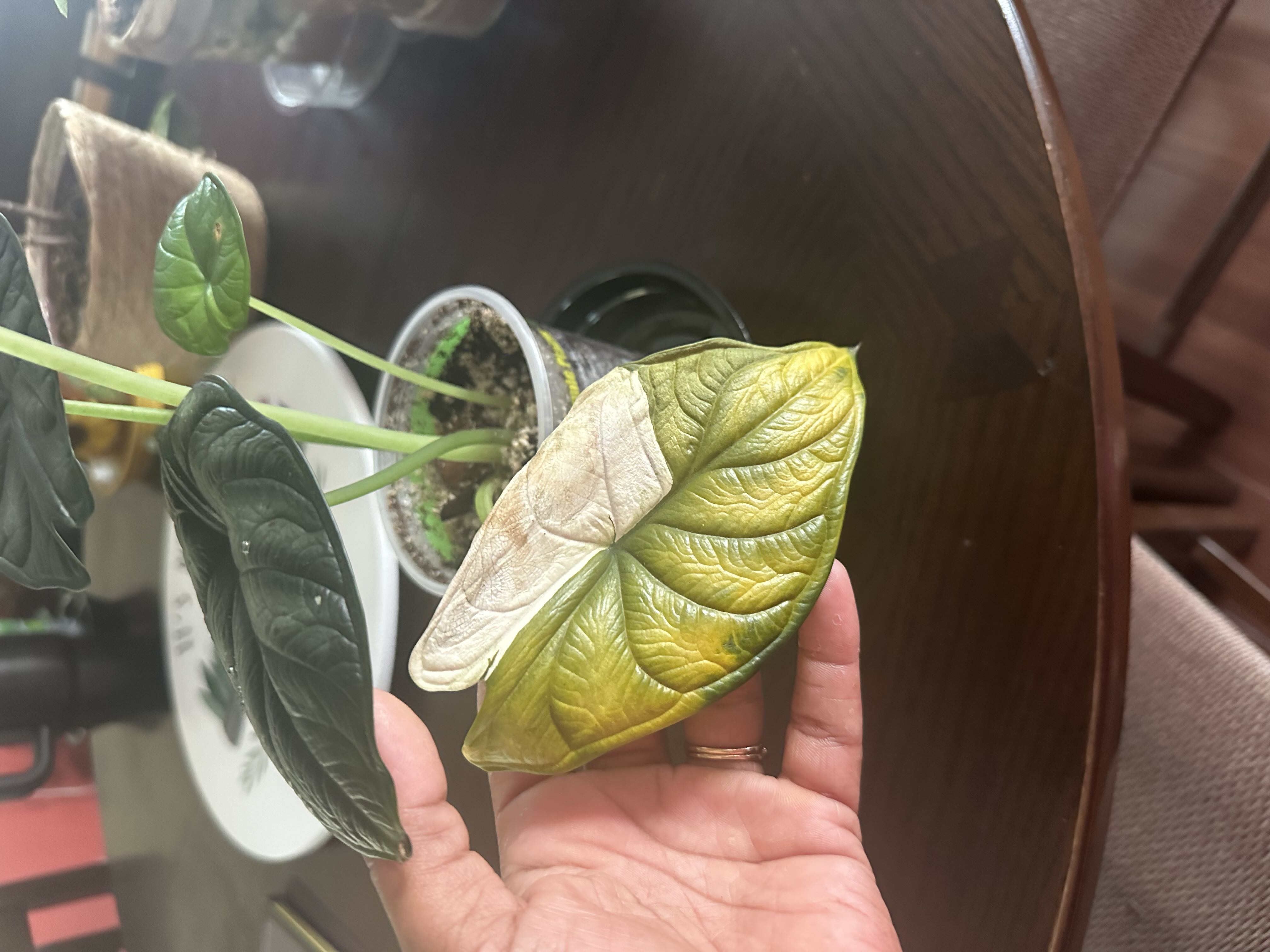 Photo from the post