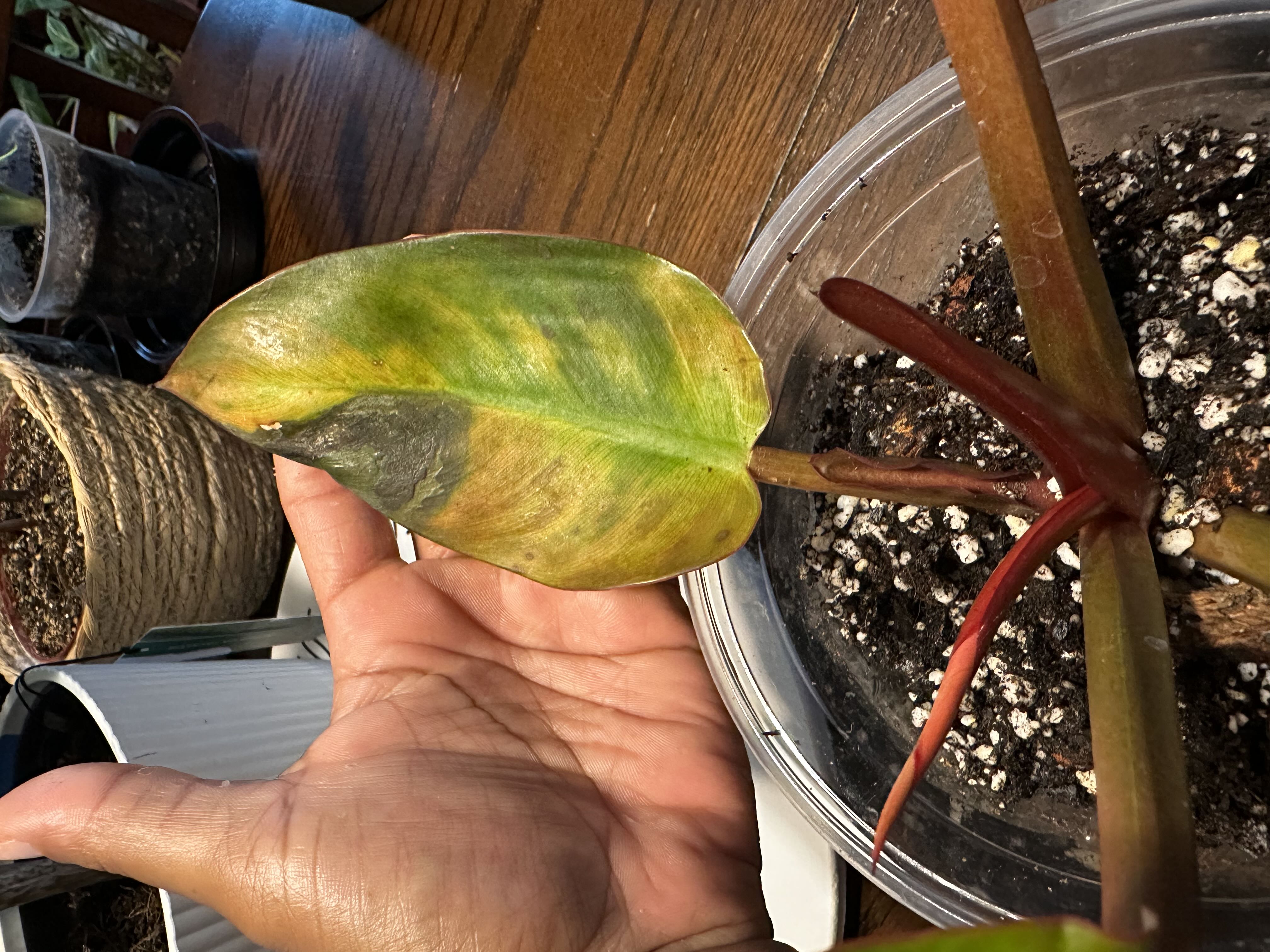 Photo from the post
