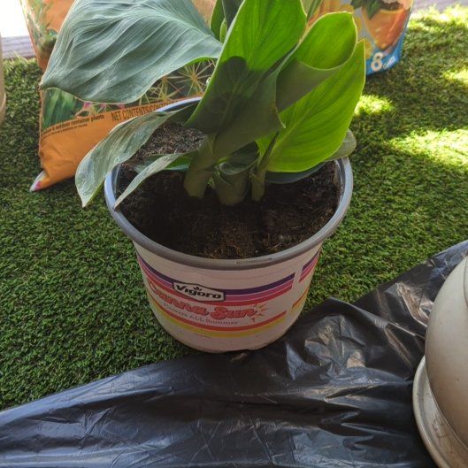 Photo of the plant species Red Golden Flame Cannova Canna Lily by @VastLipandra named Carmella on Greg, the plant care app