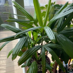 Rhapsis Palm plant