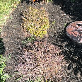 Photo of the plant species Compass Barrel Cactus by @DecisiveViolet named Huckleberry Fern on Greg, the plant care app