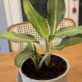 Chinese Evergreen plant in Decatur, Georgia