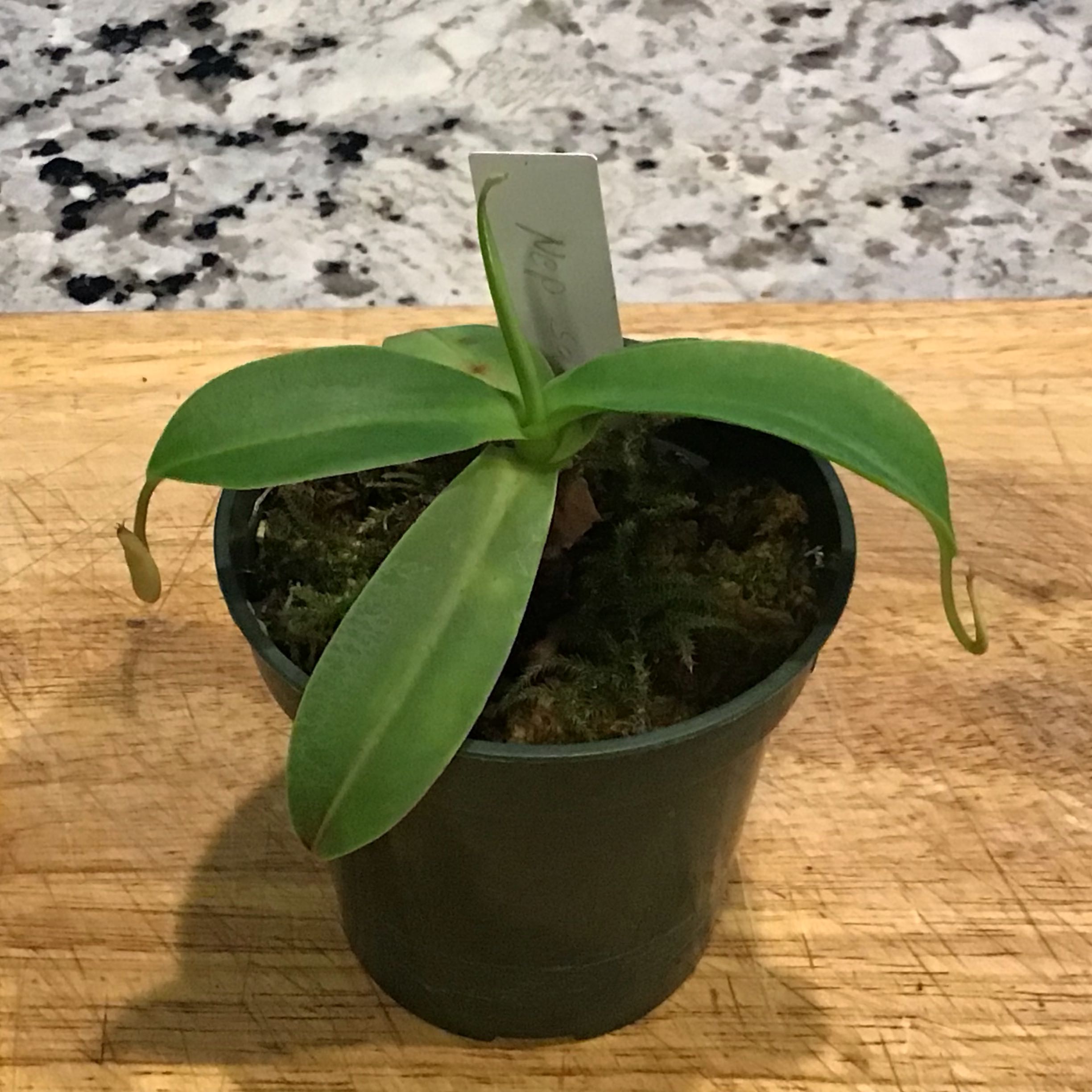 Photo of the plant species pitcher plant by @J0hn named Nepenthes sanguinea on Greg, the plant care app