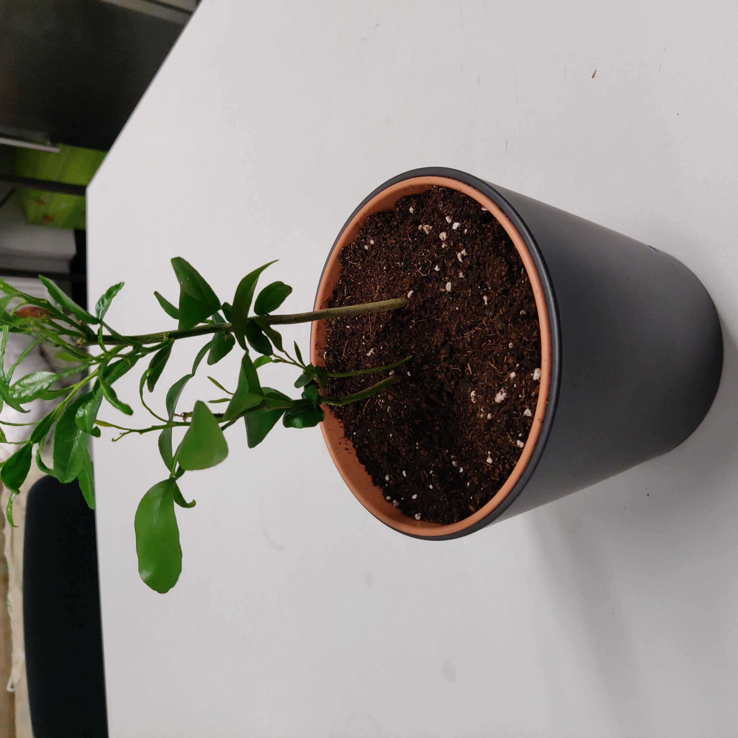 Potted Makrut Lime plant with green leaves and visible soil.