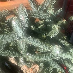 Photo of the plant species Noble Fir by @FabBetel named Beckham on Greg, the plant care app