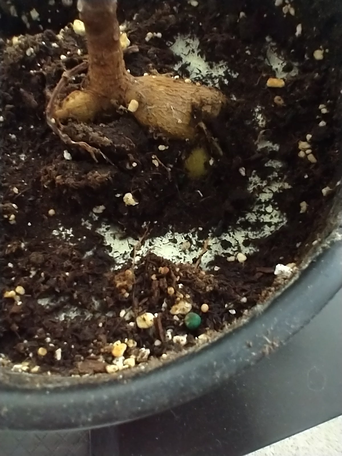 Anyone know what this white stuff on my potting so..