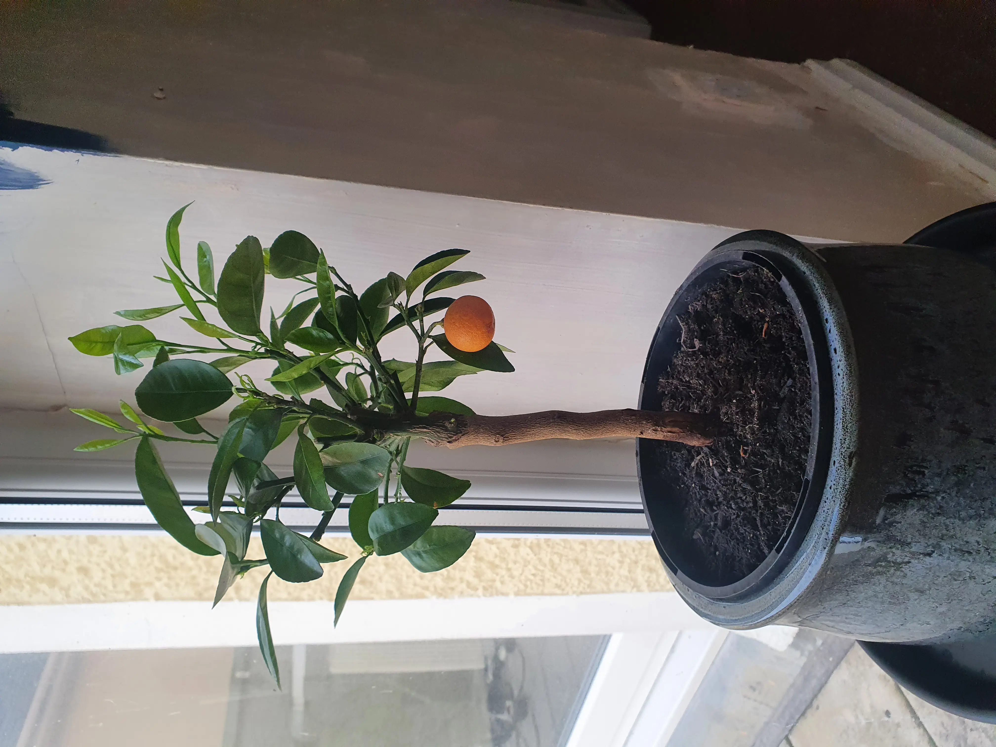 Potted Calamondin plant with green leaves and a single orange fruit near a window.