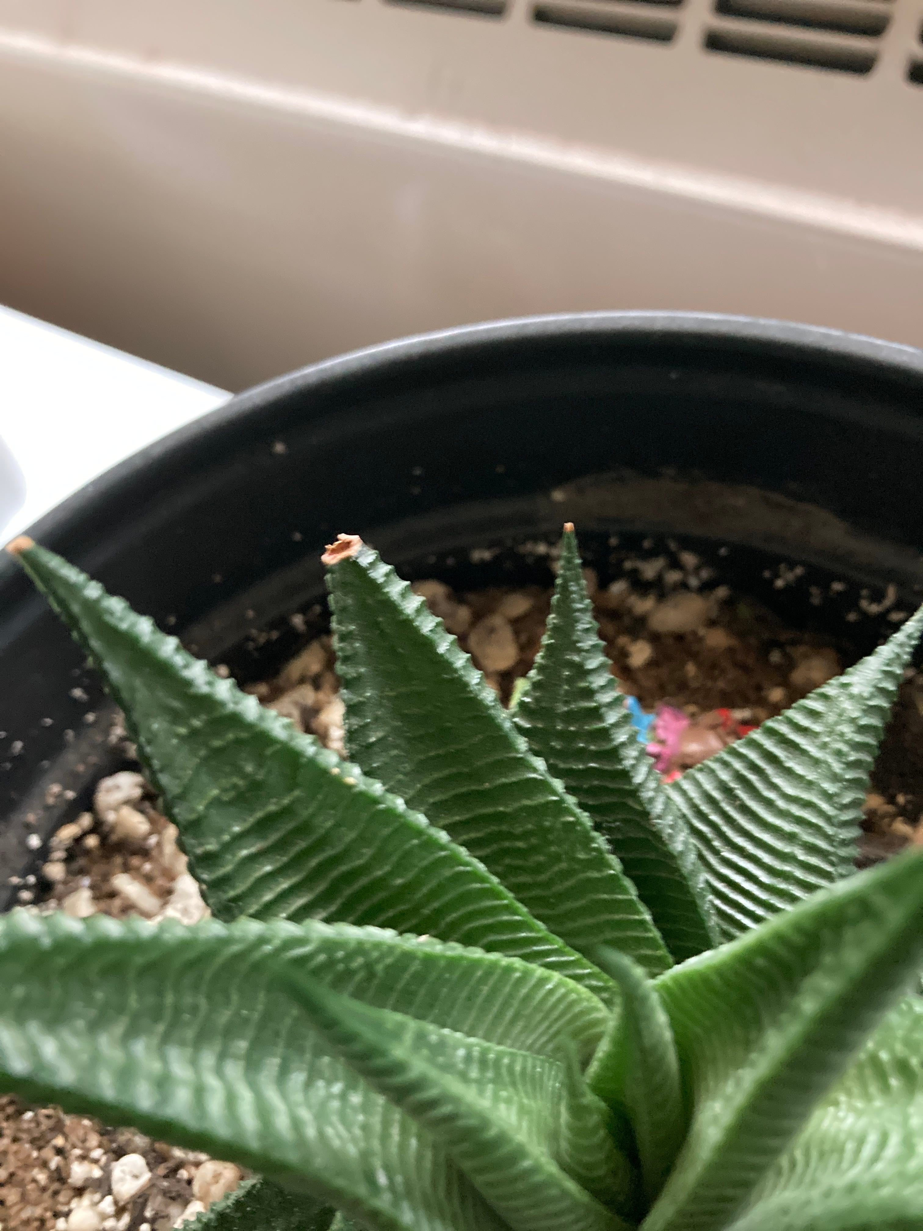 Fairy Washboard Plant Care Water, Light, Nutrients Greg App 🌱