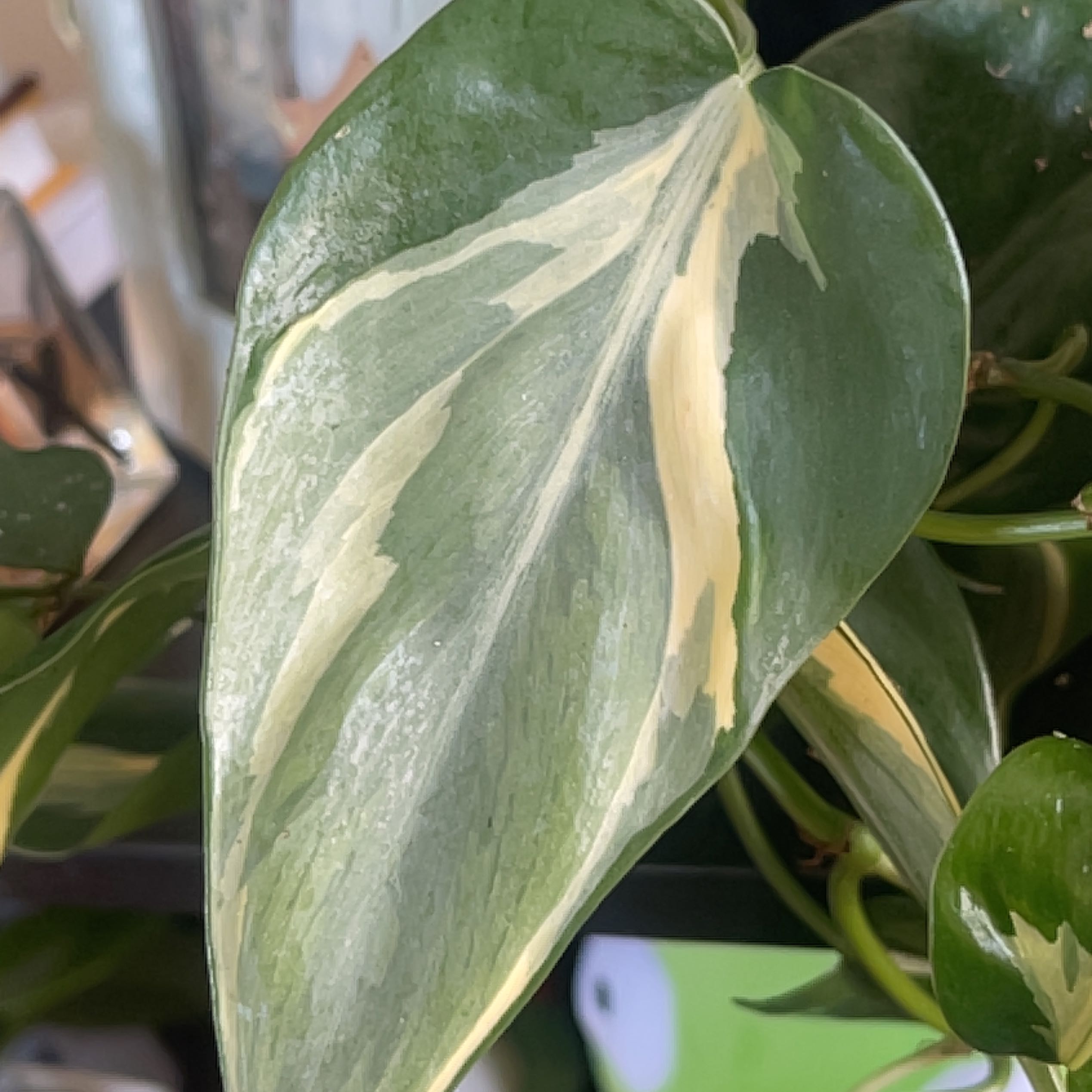 Close-up of a healthy Philodendron 'Rio' leaf with variegated patterns.