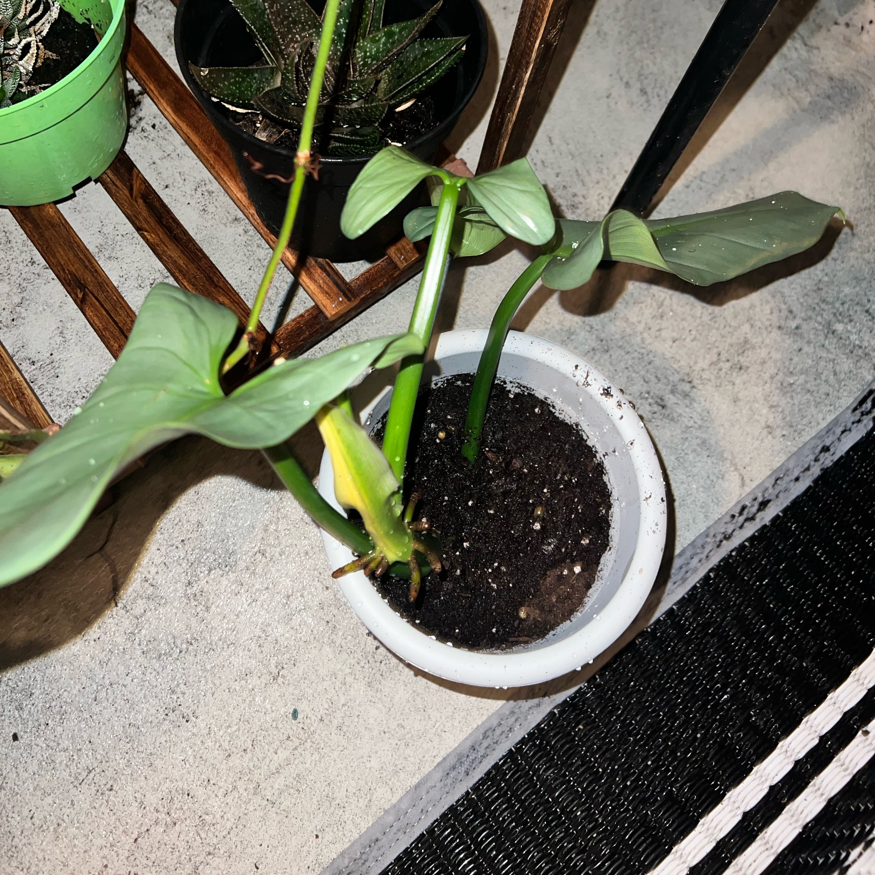 Photo of the plant species silver sword by @SuccNewb named Gates on Greg, the plant care app