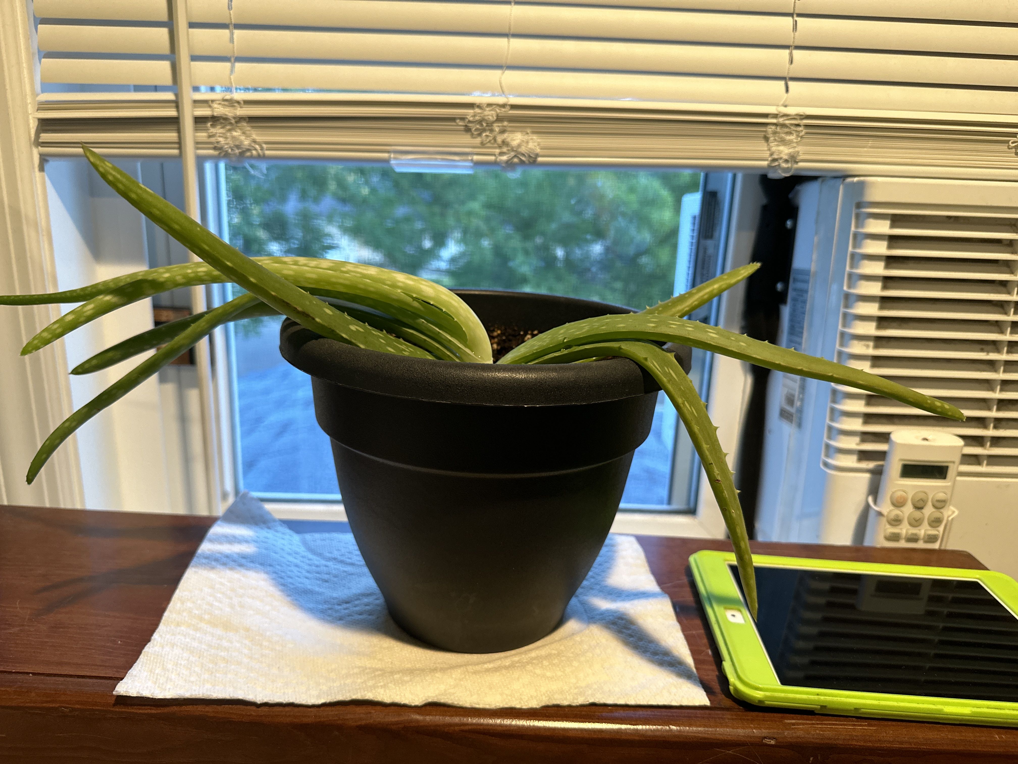 Photo from the post