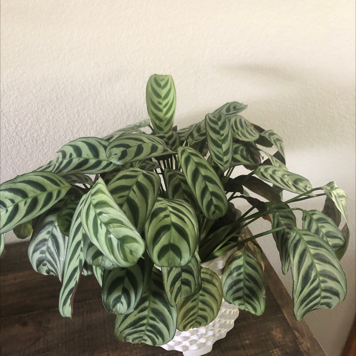 Healthy Fishbone Prayer Plant with lush green leaves displaying distinctive yellow and dark green stripes in a white decorative pot.