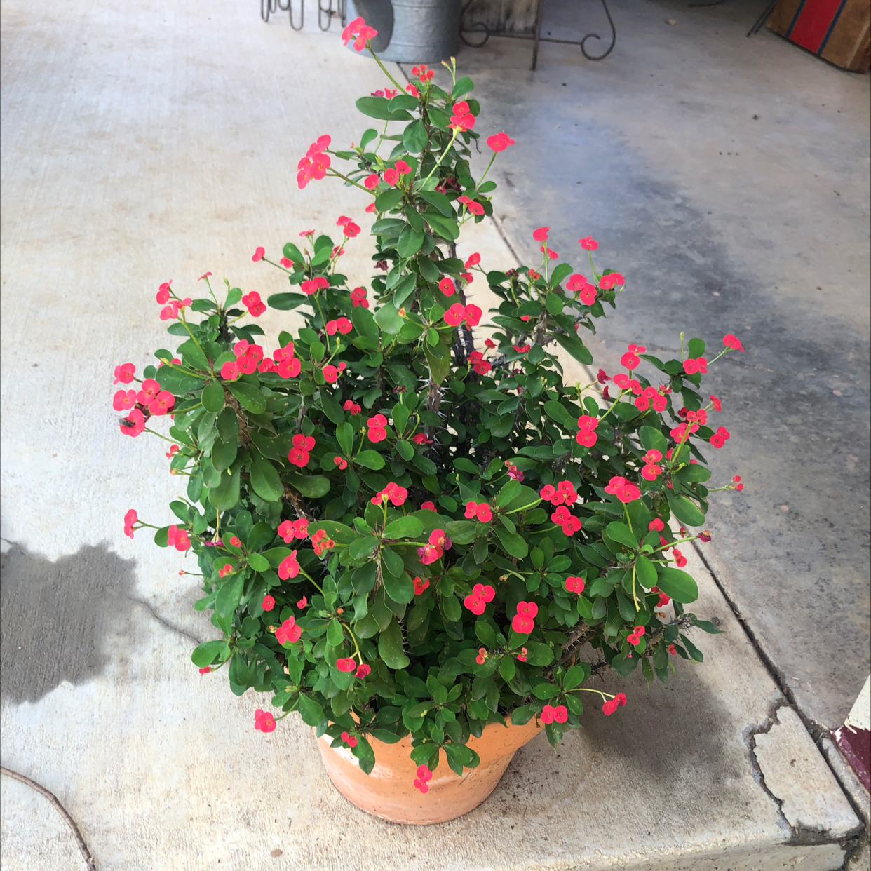 Healthy Crown of Thorns plant with dense green foliage covered in vibrant red flowers, growing in a terra cotta pot indoors.