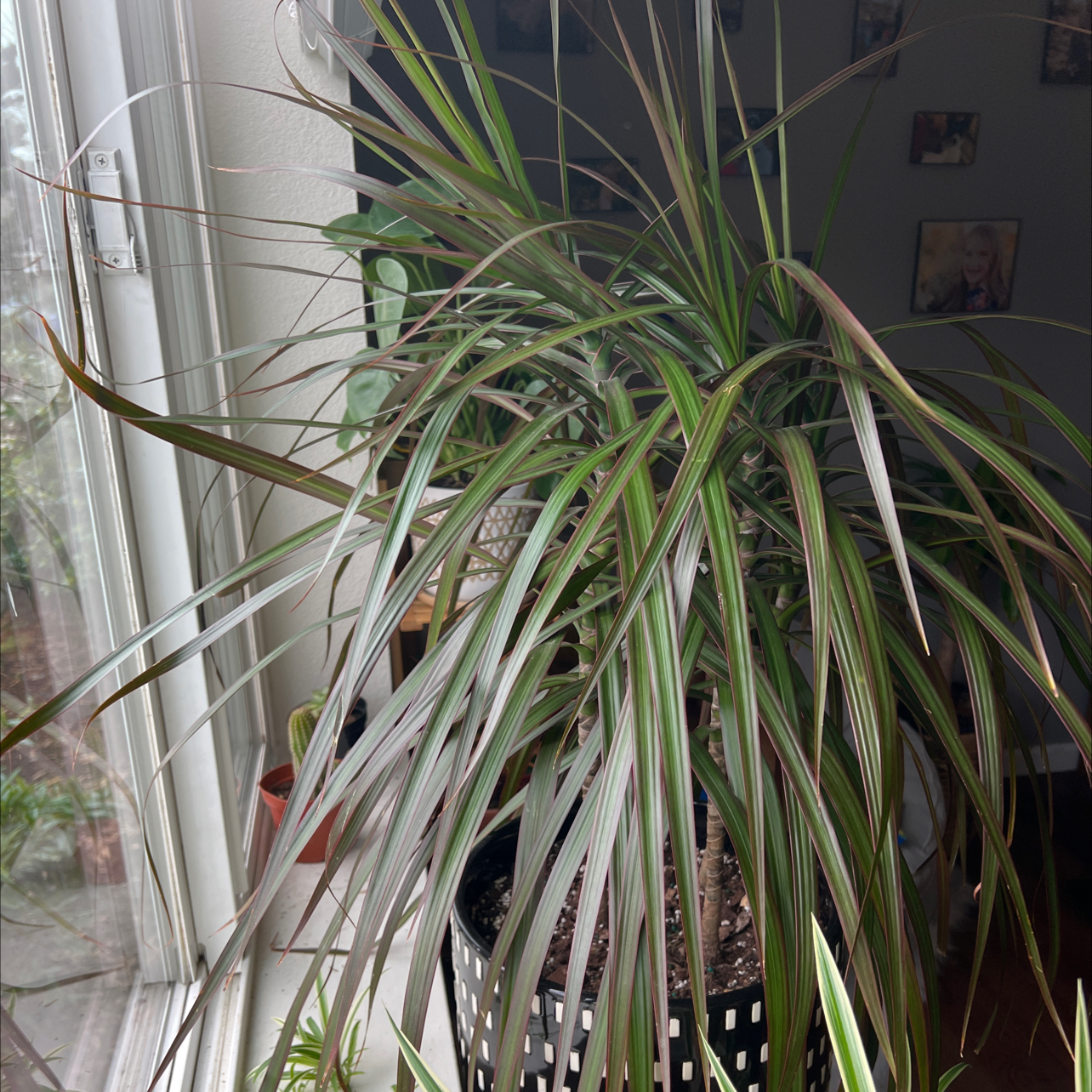 Open Weave Dragon Tree with long, narrow, green and reddish-brown striped leaves in a pot near a window.