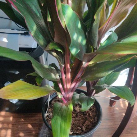 Photo of the plant species Ti plant by @SpicyMarjoram named Kesha on Greg, the plant care app