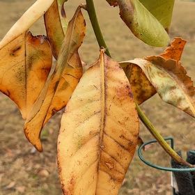 Photo of the plant species English Walnut by @DevotedPinkball named Beckham on Greg, the plant care app
